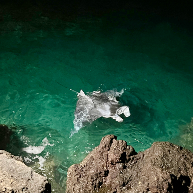 Manta Rays on the Big Island: Snorkel Tours + How to See Them without Getting in the Ocean at Night ; ) 