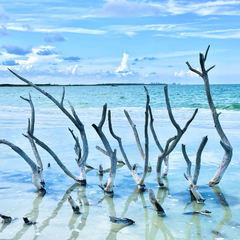 Everything You Need to Know about Honeymoon Island & Caladesi Island State Parks