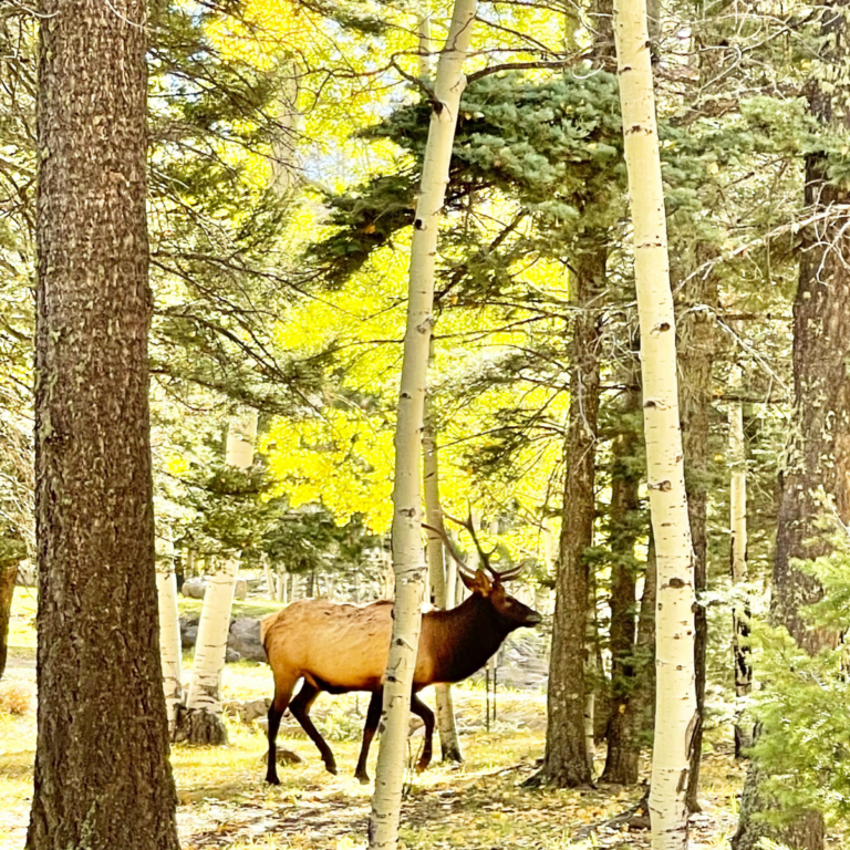 Fall in New Mexico: Where to See the Best Fall Colors