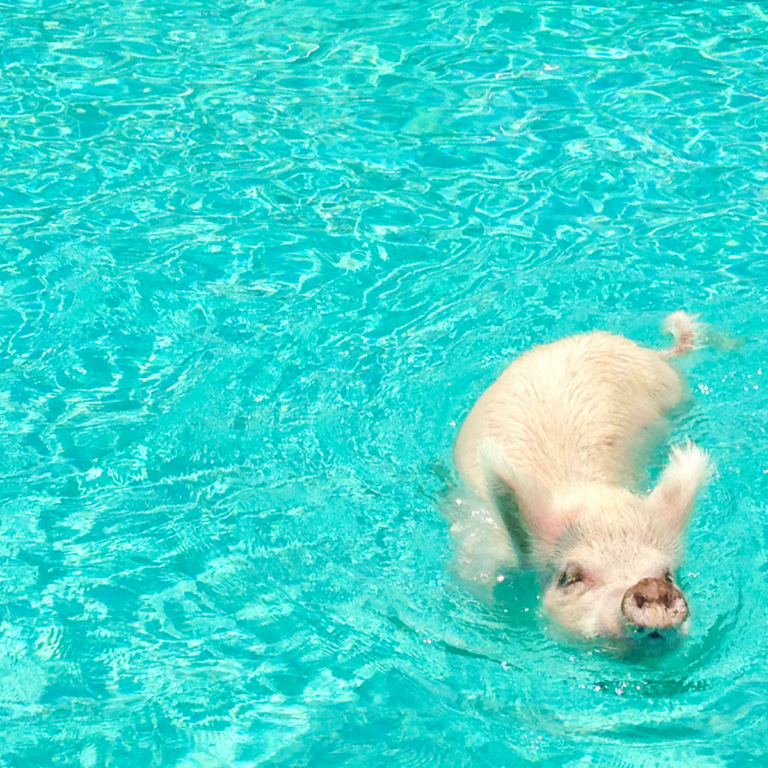 Swimming with the Pigs in the Exumas: A Bucket List Moment!