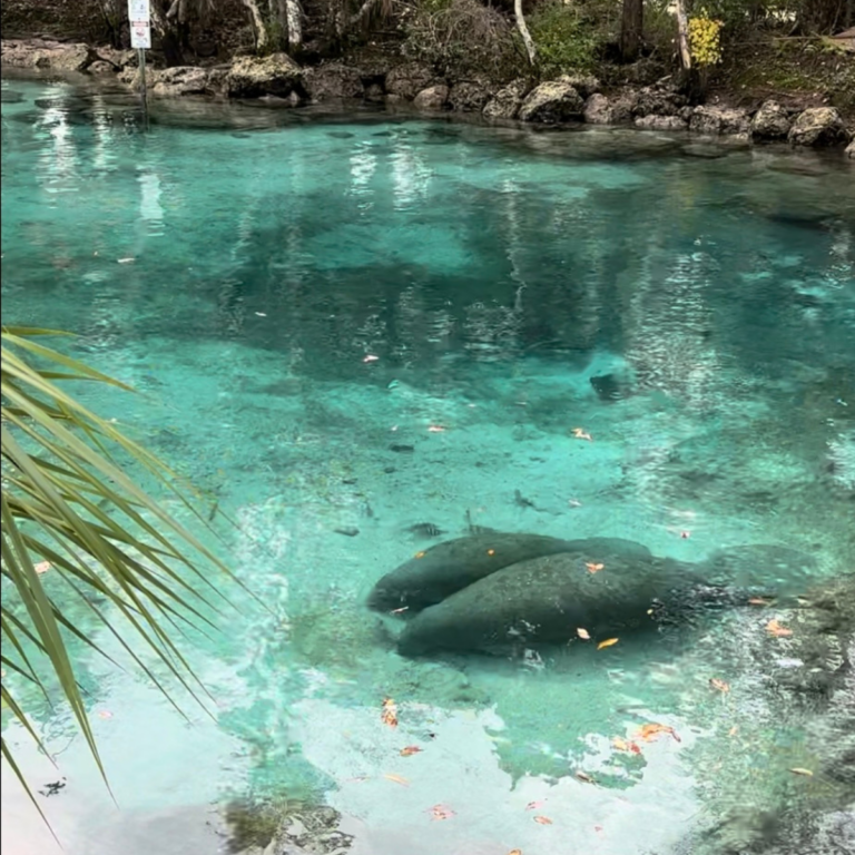 Manatees & Mermaids: My Favorite Natural Springs in Florida