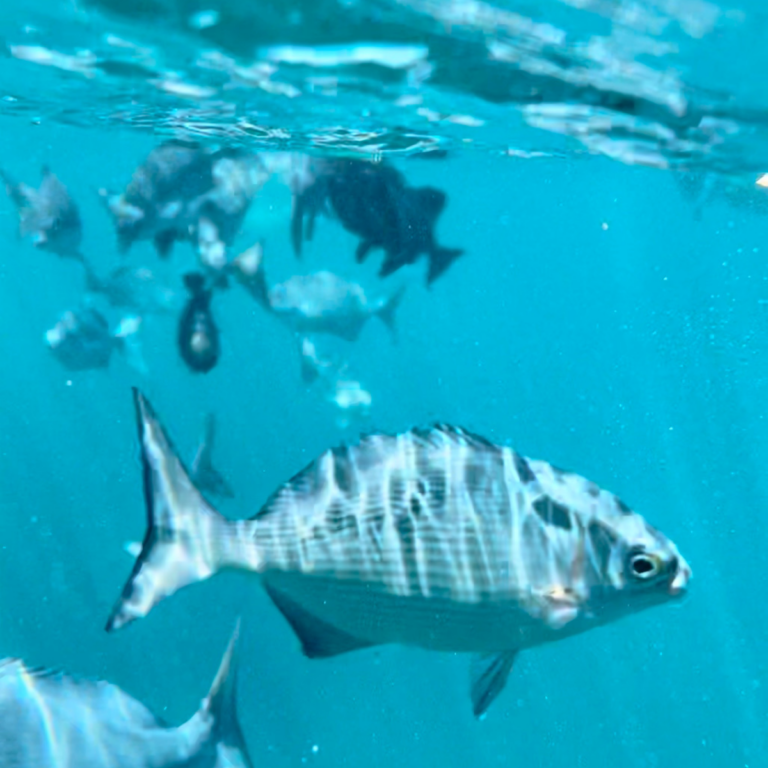 Is Snorkeling at Molokini Worth It? Yes, and Here’s My Favorite Way to Do It