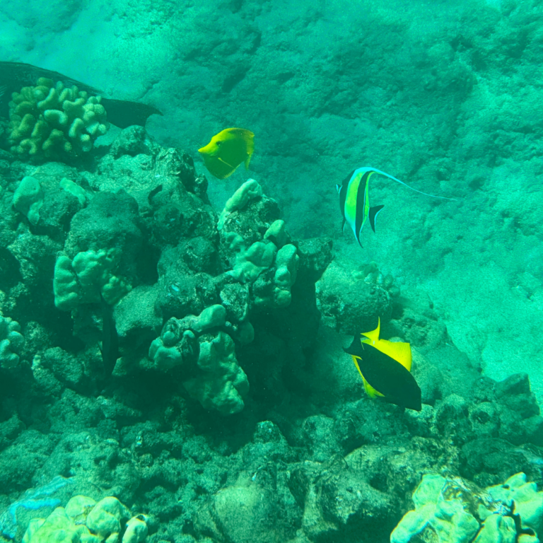 Molokini vs Lanai: Which is the Better Snorkeling Trip?